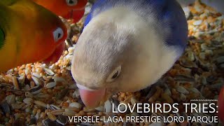 Lovebirds Tries VerseleLaga Prestige Loro Parque  Lovebird Fischeri and Lovebird Personata [upl. by Eudoxia]