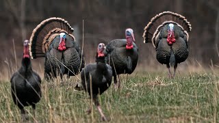 Over 1 HOUR Of The Best Merriam Hunts  Turkey Hunting Out West  Spring Thunder [upl. by Annaira]