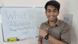 Learn What is Adenosine Monophosphate AMP   AMP  The Energy and Signal Messenger  in Biology [upl. by Austen]