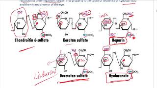 CHO Chemistry  Book  Lec  6  GAGS [upl. by Ahsetal595]