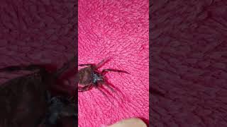 Tinto na panot 😁😱 gagamba masbatelines spider [upl. by Islehc527]