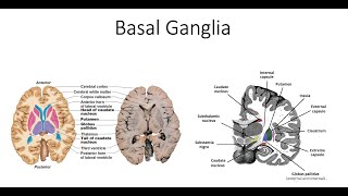 Basal Ganglia Pathway and Pathology [upl. by Cordey]