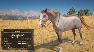 All 5 Rare Arabian Horse Location amp Rankings  RDR2 [upl. by Cahan603]