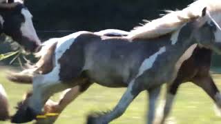 Gypsy Vanner horses two colts with their sire Hollywood [upl. by Saunder518]