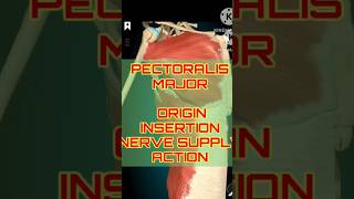 Pectoralis Major Breakdown Origins Nerves amp Actions  shorts shortfeeds [upl. by Hajile]