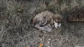 Alaskan Puppy Shivered Curled Up in A Cold Corner His Frail Body Trembling With Hunger And Fear [upl. by Nosliw754]