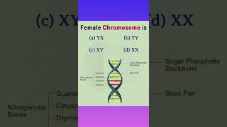 Female Chromosomeshorts shortsvideo viralvideoshorts biology [upl. by Buchbinder]