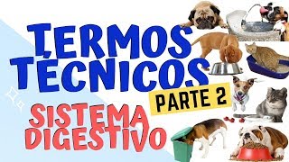 TERMOS TÉCNICOS PARTE 2 SISTEMA DIGESTIVO  Medicina Veterinária [upl. by Hinda]