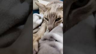 💤 Oriental cat is relaxing orientalcat oriental sleepycat catshorts catmeditation cutecats [upl. by Naelcm]