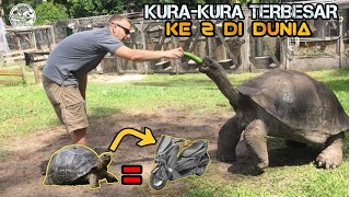 Mengenal KuraKura Raksasa Aldabra Dan Harga Jualnya [upl. by Niwle666]