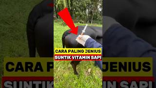 Cara Cerdik Suntik Vitamin Sapi‼️ [upl. by Blessington]