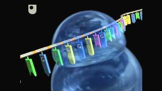 Creating Three Dimensional Structures  DNA RNA and Protein Formation 77 [upl. by Elockin826]