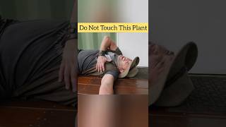 Do Not Touch This Plant ❌  Gympie Gympie Plant shorts facts youtubeshorts [upl. by Eniruam]