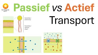 Stofuitwisseling Passief vs actief transport [upl. by Bord]