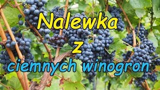 Nalewka z ciemnych winogron [upl. by Schaab]