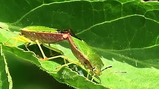 Stinkwanzen bei der Paarung Stink bugs when mating [upl. by Arlen]