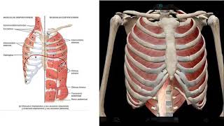 Ventilación volúmenes y capacidades pulmonares [upl. by Ahsenrat729]