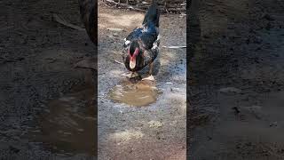 Muscovy duck duck duckbill lovelyduck swan meeting swans animals animalworld chicken [upl. by Ais726]