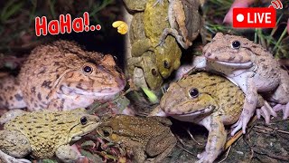 🐸🤏Catching frogs Flying 🤏Jumping🐸 Part 4 [upl. by Maren]