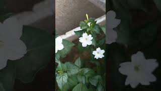 First Flower Of 4O Clock Mirabilis Jalapa 2023 shortsfeed shortsvideo shorts [upl. by Teahan]