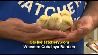 Wheaten Cubalaya Bantam Chicken Breed [upl. by Castro470]