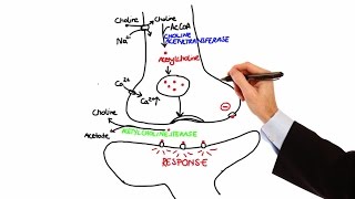 Pharmacology  CHOLINERGIC DRUGS MADE EASY [upl. by Intisar765]