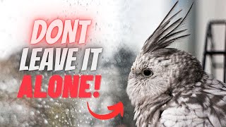 5 Mistakes Every Beginner Does to Cockatiel [upl. by Enaud]