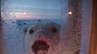 Polar Bear Encounter  Planet Earth  BBC Earth [upl. by Eirruc135]