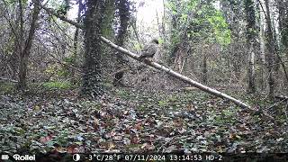 Buizerd voor wildcamera [upl. by Htnicayh809]