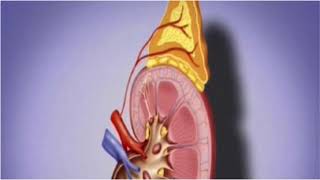 La physiologie de la médullosurrénale  Les catécholamines  1 [upl. by Royce]