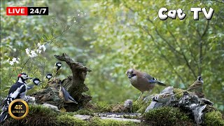 🔴247 LIVE Cat TV 😺 Birds Forest [upl. by Hollerman]