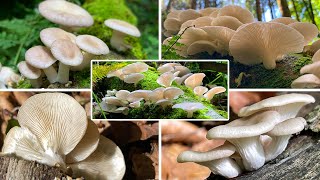 Lungenseitling Verwechslung  Löffelförmiger Seitling SommerAusternseitling Pleurotus pulmonarius [upl. by Aikemaj335]