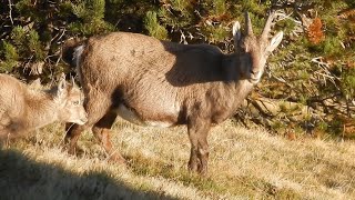 Дикие Альпийские горные козлы 🐐🐐🐐 Niederhorn [upl. by Kennet]