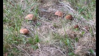 🍄‍🟫🌳 UNE FLOPÉE DE CÈPES EN BORDURE POUR CE 2ème JOUR DE CUEILLETTE [upl. by Ettegdirb]