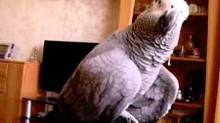 Я тебя укушу African grey parrot papagei żako Жако Кима [upl. by Ahsocin]