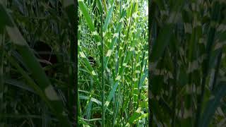 Zebra Grass Miscanthus sinensis Zebrinus in Grass Family Poaceae  Observed in Description [upl. by Nithsa]