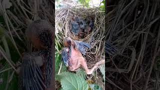 Common babbler baby bird falls out of nest p2viral trending cuckoo shorts shorts feed [upl. by Adnauqal]