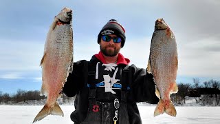 These were 4 POUND Tullibees Weighed on a Scale [upl. by Maryellen]