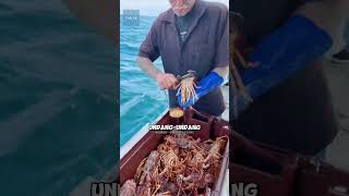 Kenapa Lobster Ini Dibuang Ke Laut shrots [upl. by Wyn]