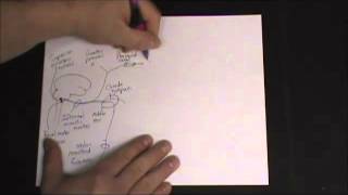 Gross Anatomy  Autonomic Nervous System  Head amp Neck Sympathetic and Parasympathetic Pathways [upl. by Gamal]