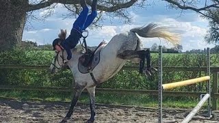 Horse falls and fails 17 [upl. by Conrade]