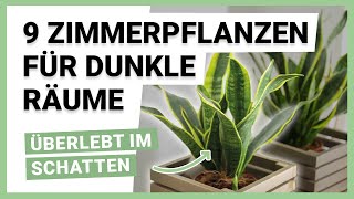 9 Zimmerpflanzen für dunkle Räume [upl. by Rol]