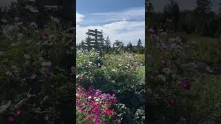 Gorgeous day for collecting flower seeds [upl. by Merilyn]