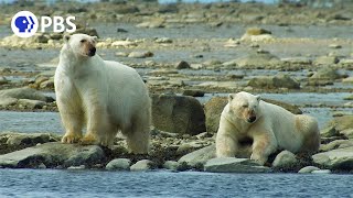 Polar Bears Hunt Beluga Whales [upl. by Hanikahs394]