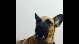 Собака смешно лает и зевает  Dog funny barks and yawn [upl. by Einaled841]