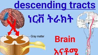 Descending tracts of Spinal Cord anatomy spinalcord nervoussystem ህብለ ሰረሰር ነርቭ ትራክት ሲስተም [upl. by Ellis]