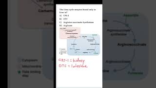 NEETPG Biochemistry MCQ  Urea cycle [upl. by Llenrup]