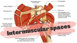 INTERMUSCULAR SPACES AROUND SCAPULA [upl. by Donohue]