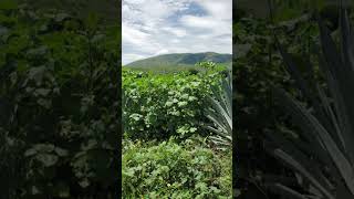 Fitosanidad agaves en septiembre Malezas shortvideo [upl. by Falito534]