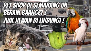 PETS MINISTRY SEMARANG MENJUAL HEWAN DILINDUNGI BERSERTIFIKAT [upl. by Augusta639]